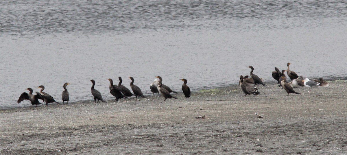 Double-crested Cormorant - ML642744271