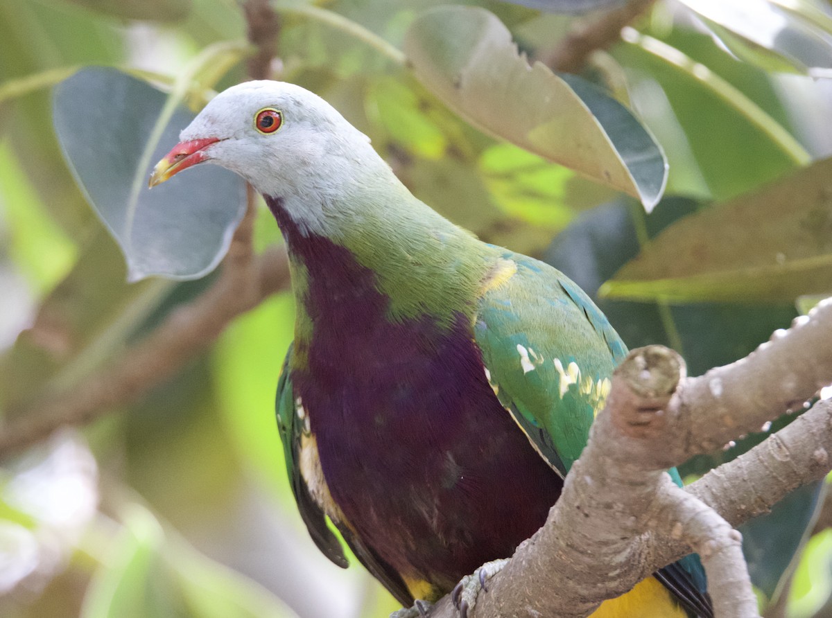 Wompoo Fruit-Dove - ML642744286