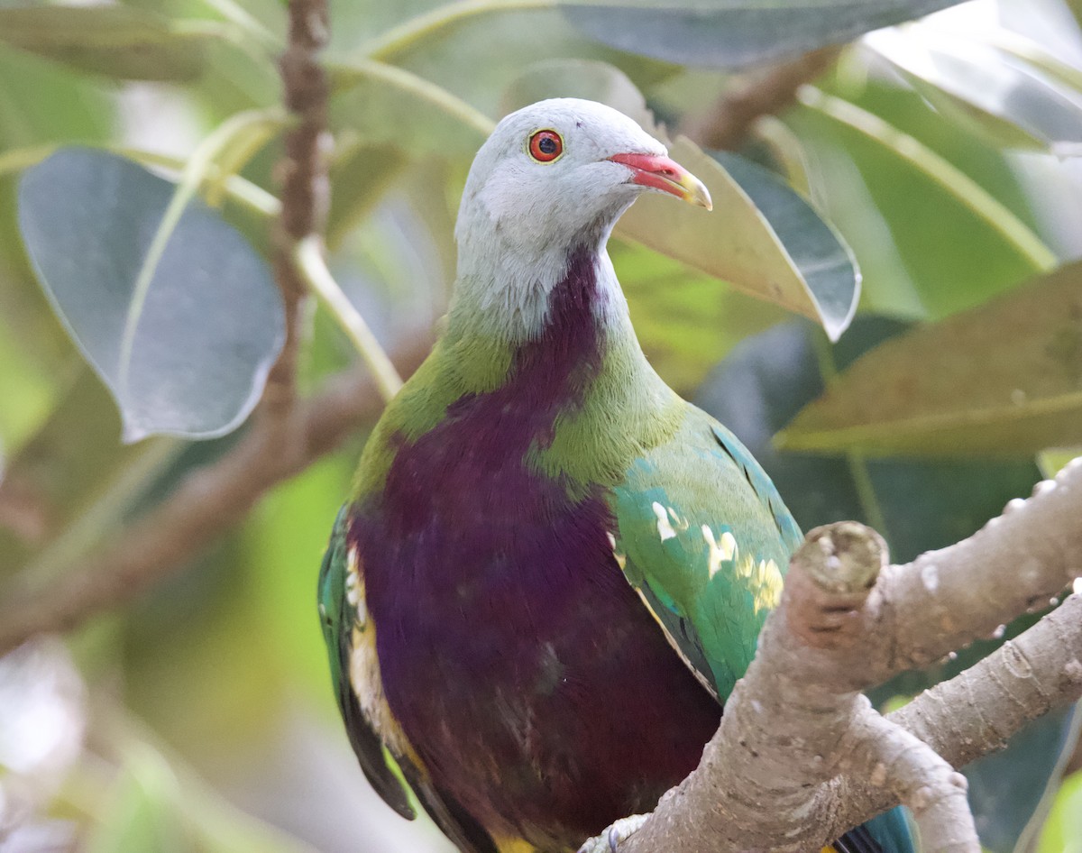 Wompoo Fruit-Dove - ML642744287