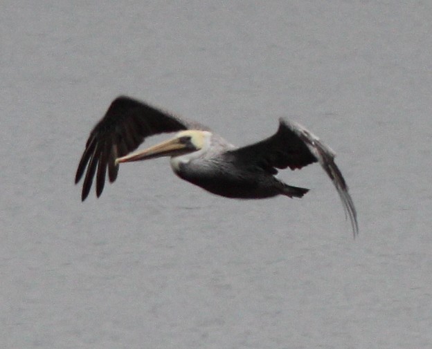 Brown Pelican - ML642744288