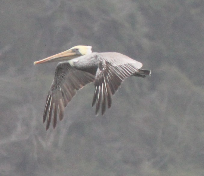 Brown Pelican - ML642744289