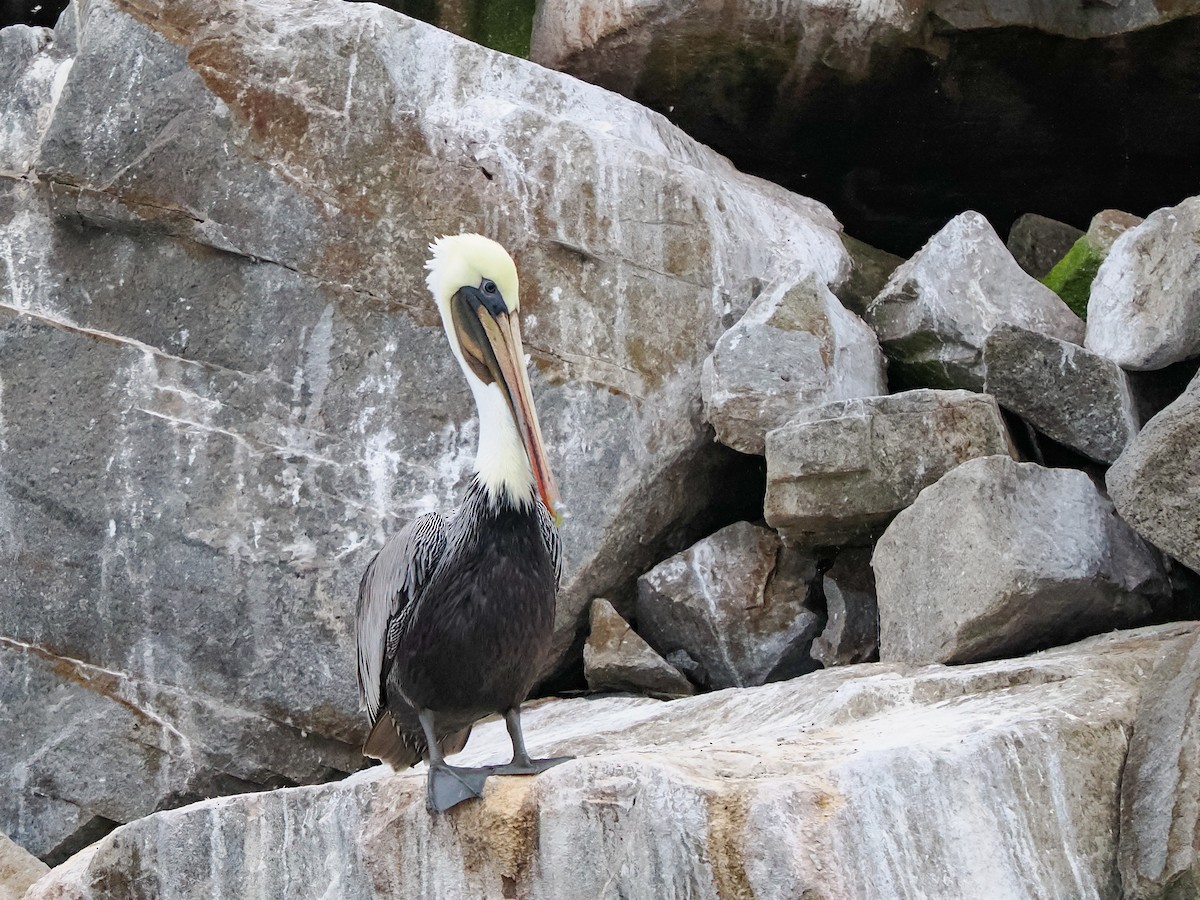 Brown Pelican - ML642744292
