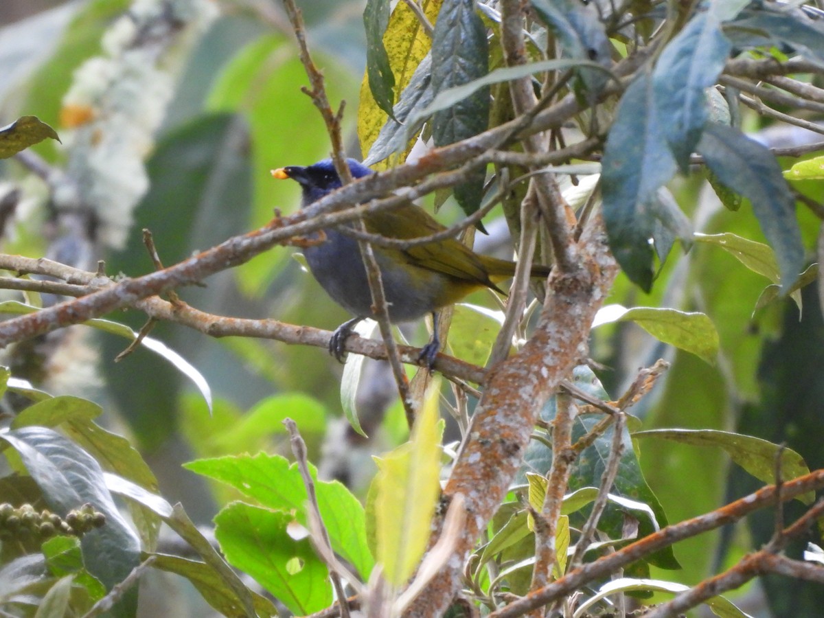 Blue-capped Tanager - ML642744293