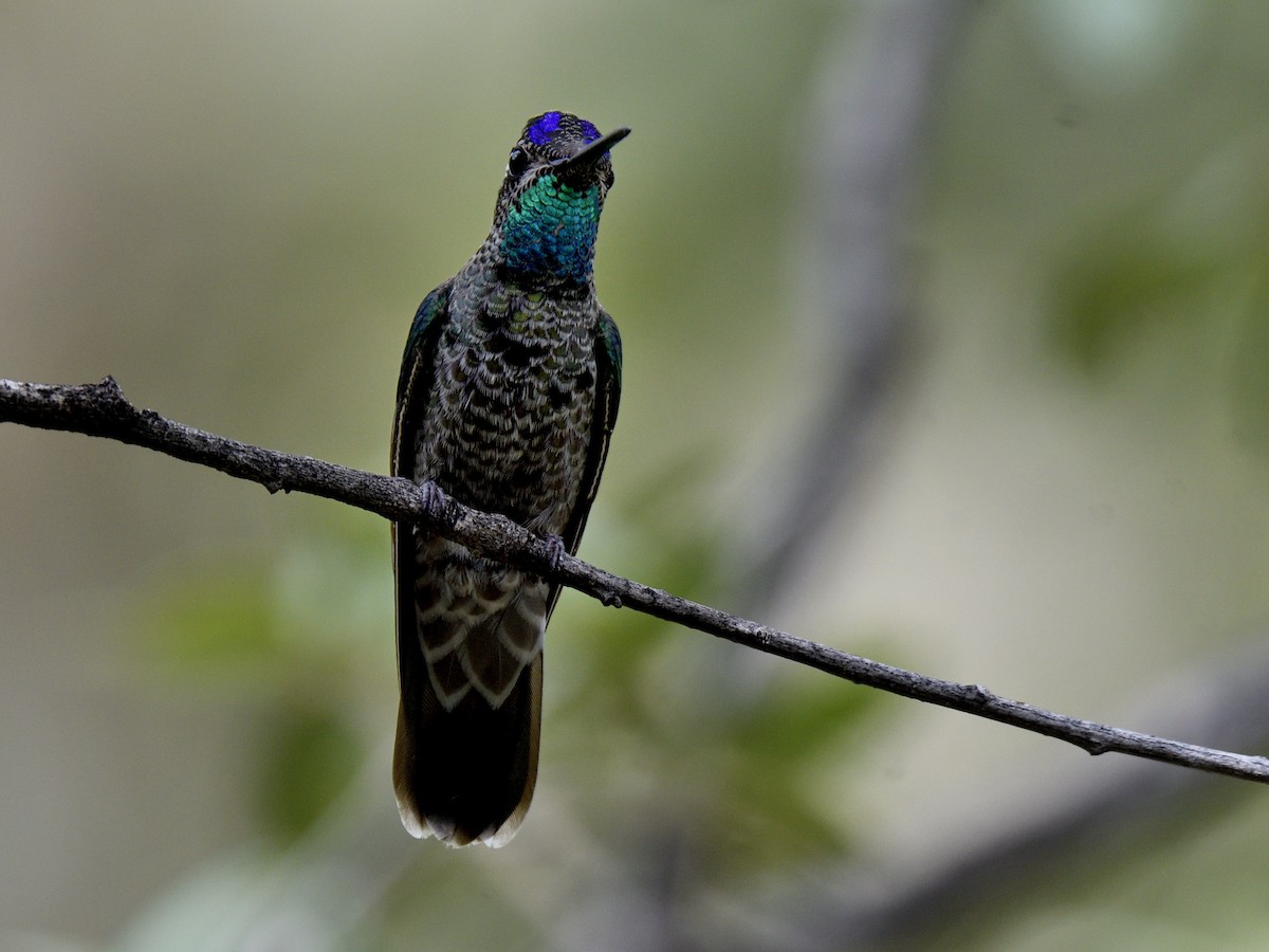 Rivoli's Hummingbird - ML642744320