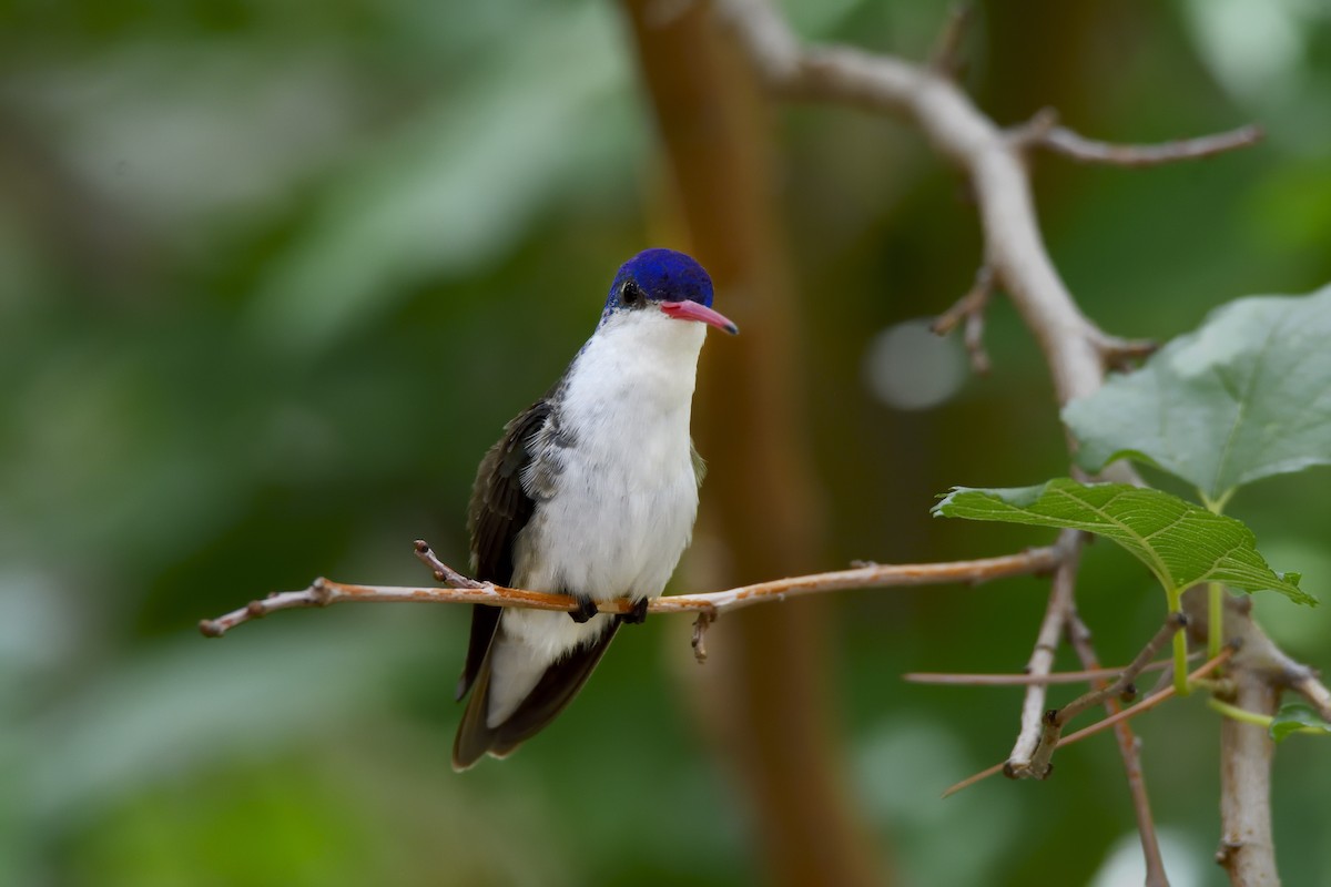 Violet-crowned Hummingbird - ML642744332