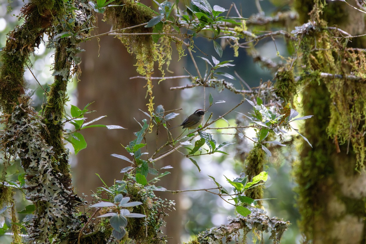 Black-cheeked Warbler - ML642744333