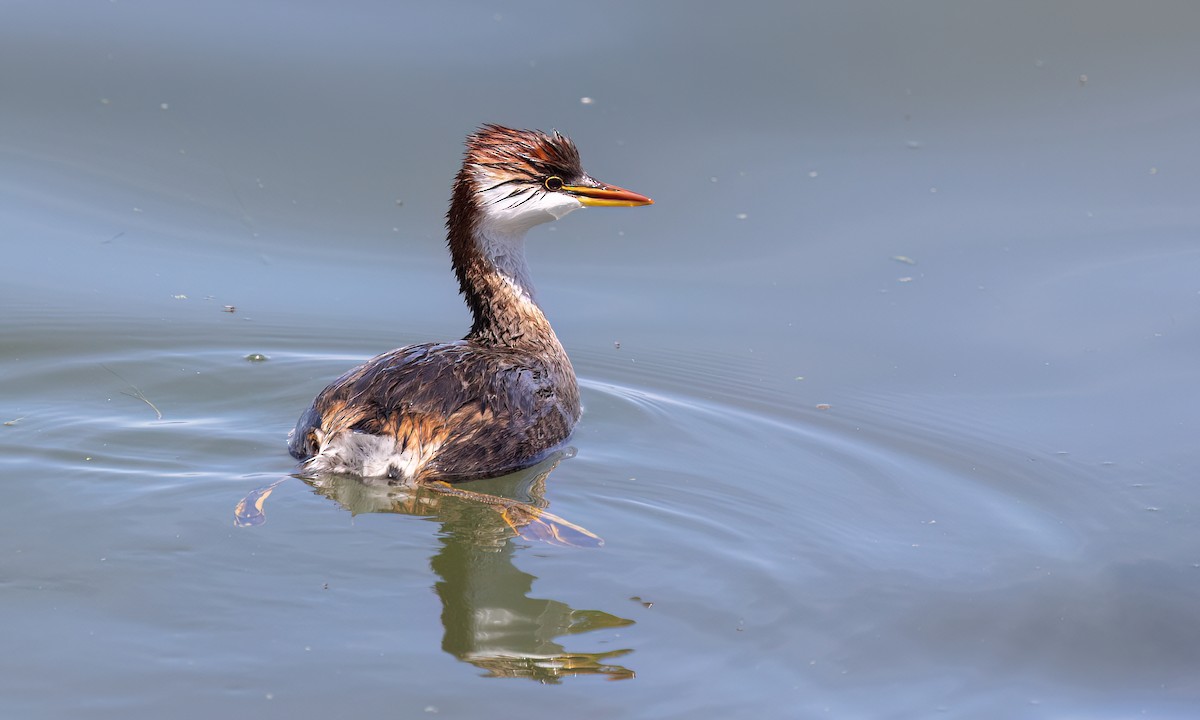Titicaca Grebe - ML642744356