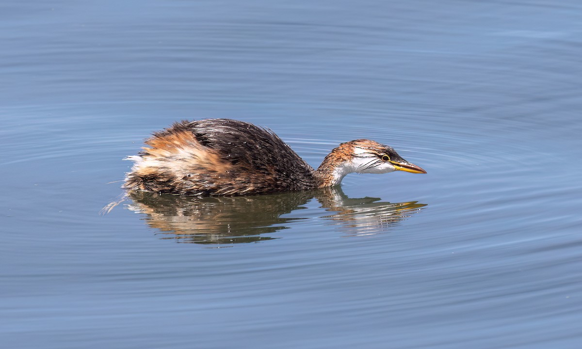 Titicaca Grebe - ML642744357