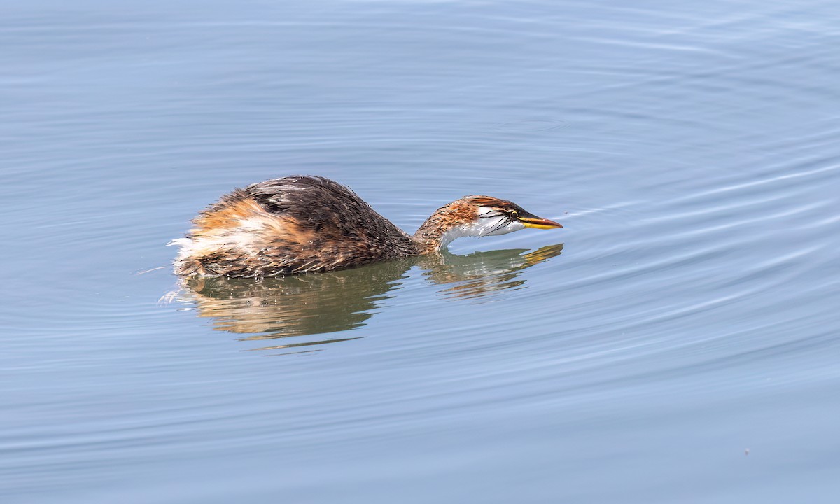 Titicaca Grebe - ML642744359