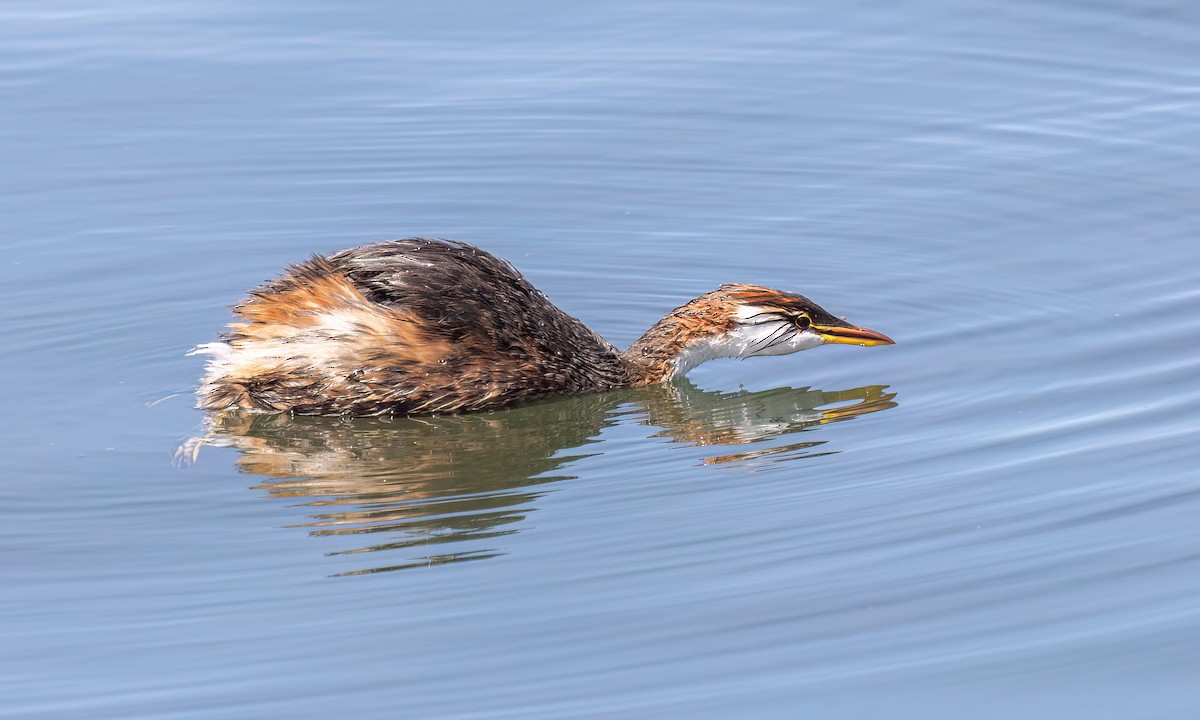Titicaca Grebe - ML642744360