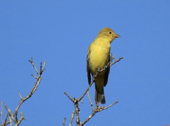 vestpiranga - ML642744364