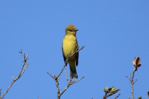 vestpiranga - ML642744365