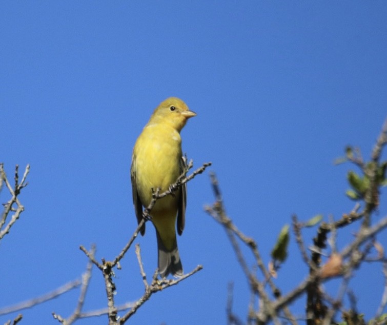 vestpiranga - ML642744366