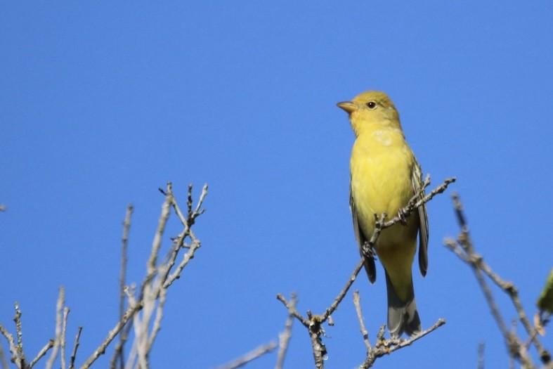 vestpiranga - ML642744367