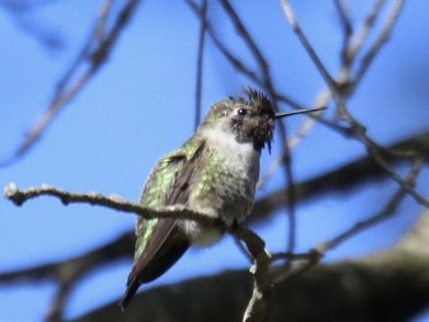 rødmaskekolibri - ML642744375