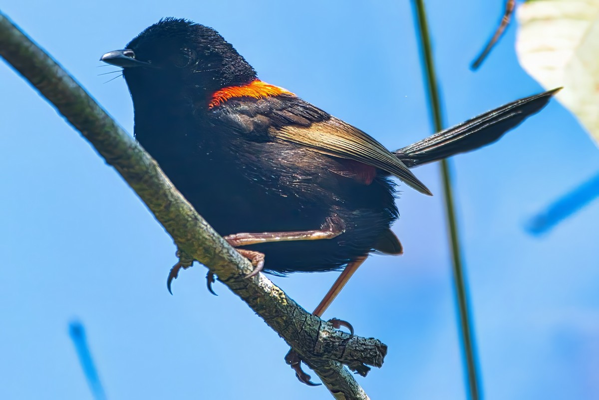 Red-backed Fairywren - ML642744376