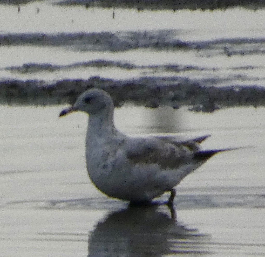 Short-billed Gull - ML642744393