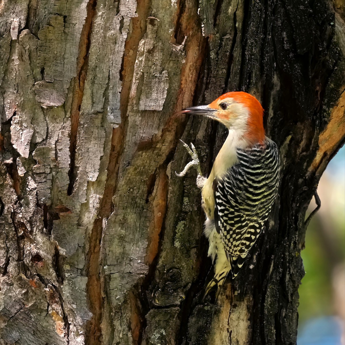 Red-bellied Woodpecker - ML642744399
