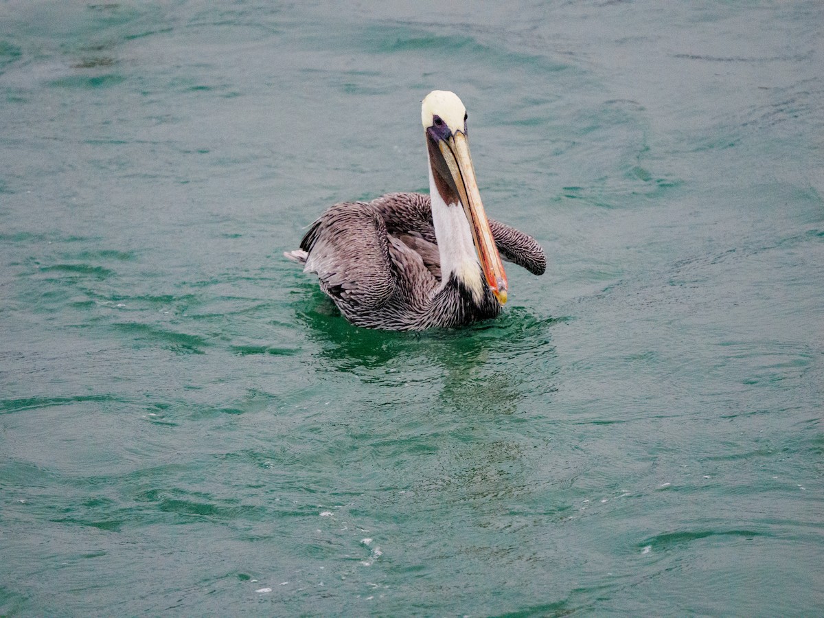 Brown Pelican - ML642744415