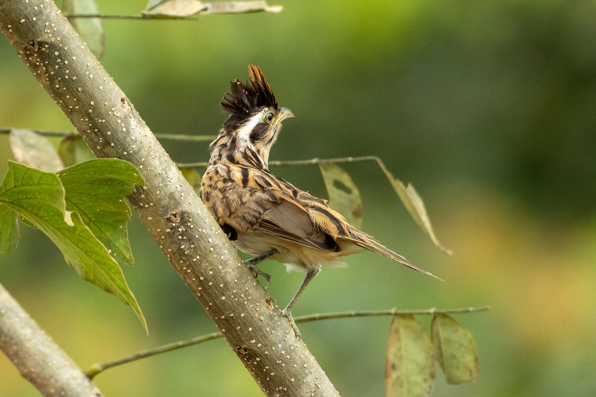 Striped Cuckoo - ML642744416