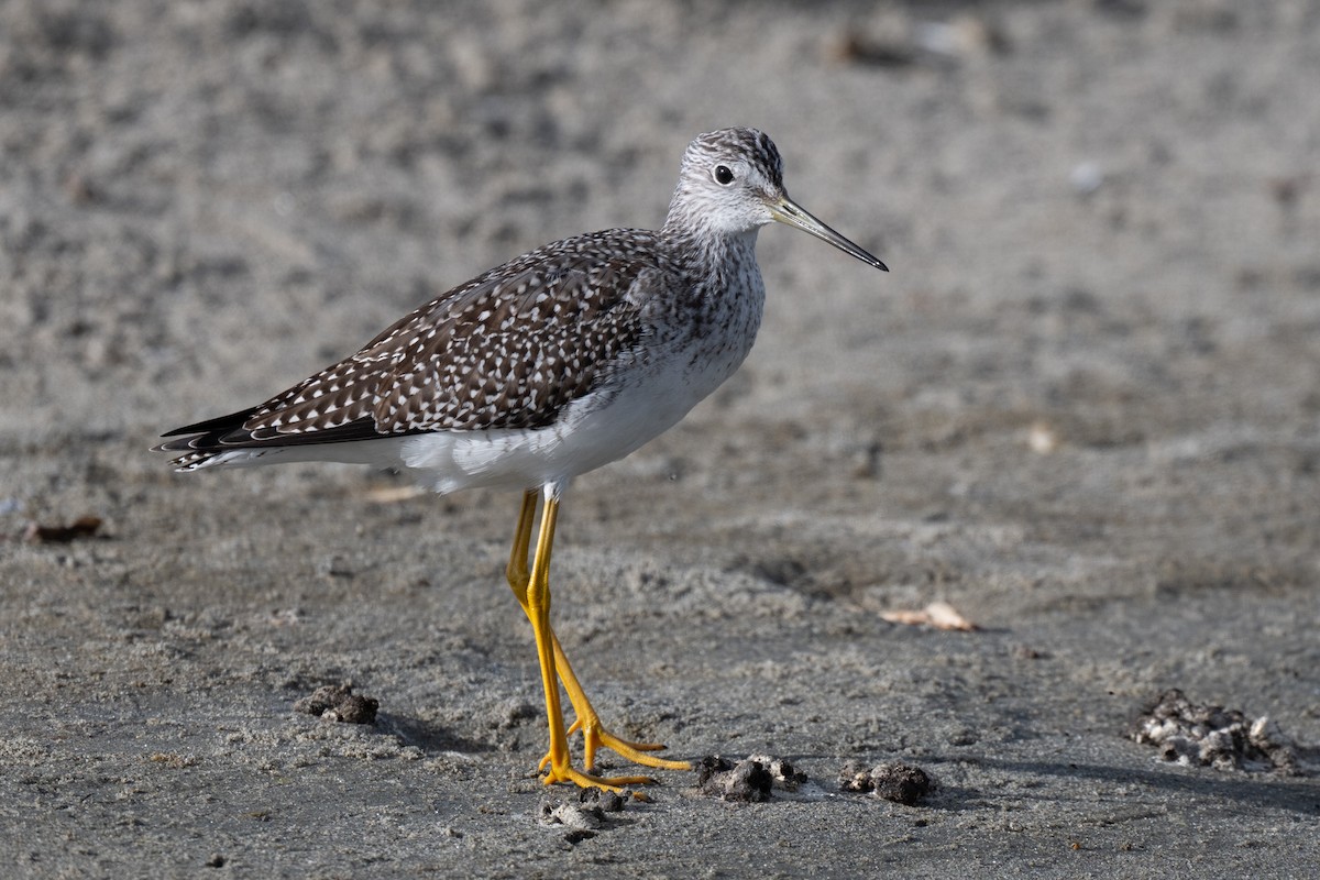 Greater Yellowlegs - ML642744418