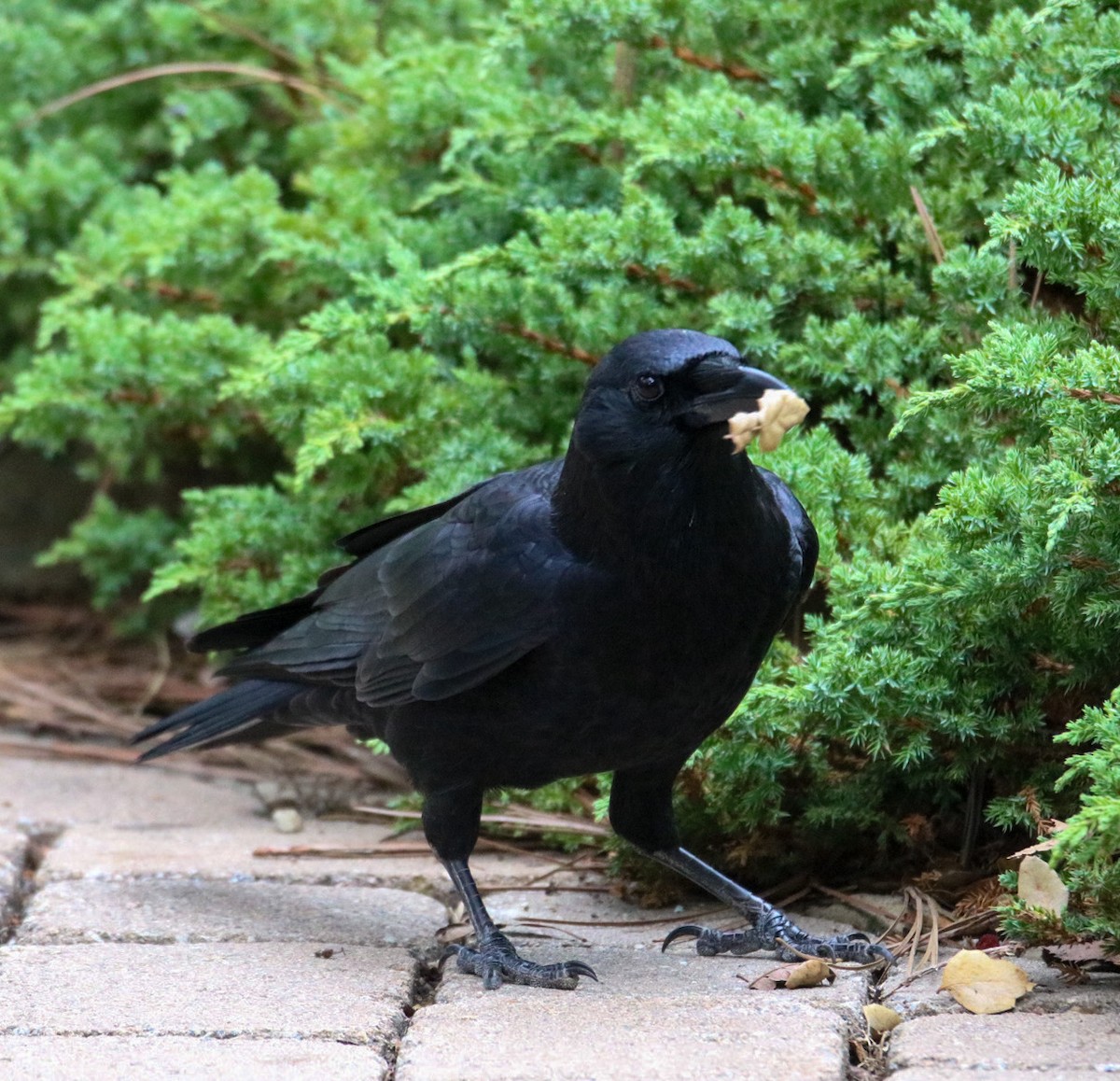 amerikakråke - ML642744419