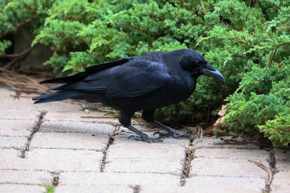 amerikakråke - ML642744420