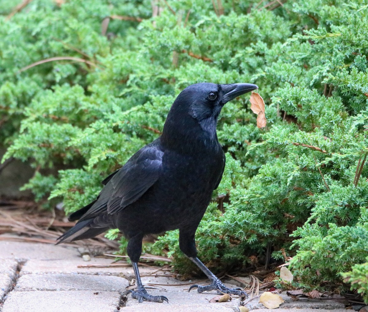 amerikakråke - ML642744421