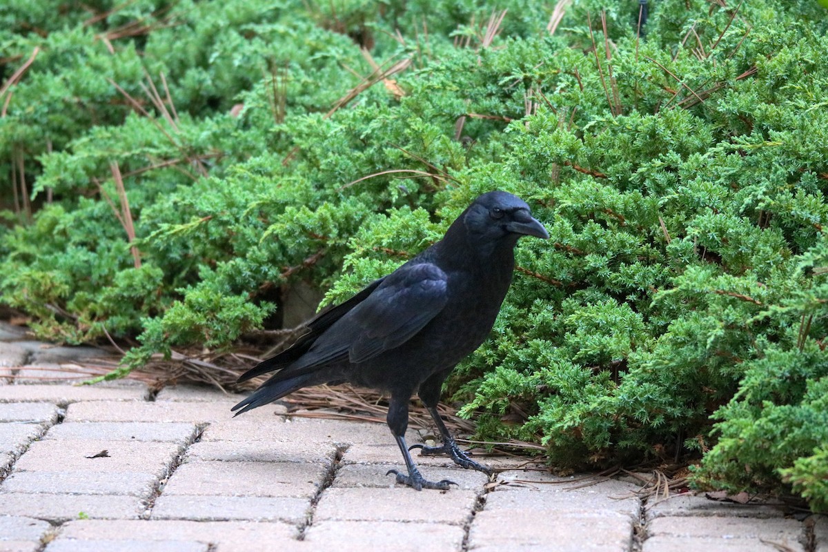 amerikakråke - ML642744422