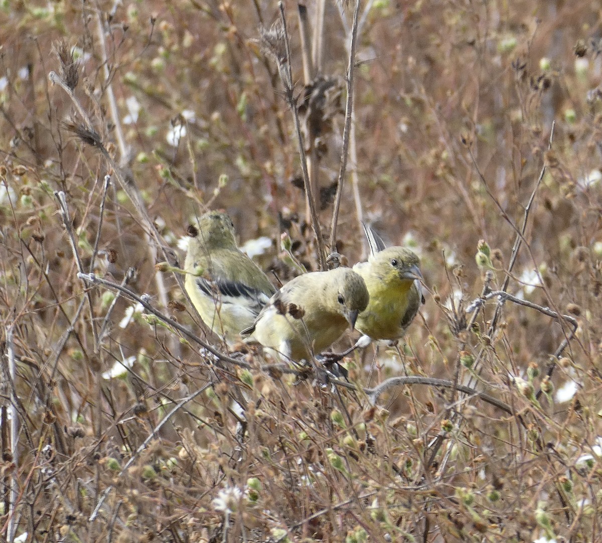 Lesser Goldfinch - ML642744430