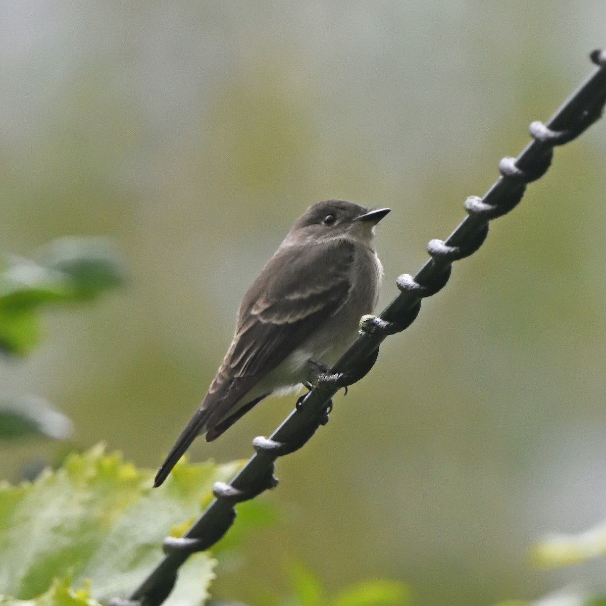 Western Wood-Pewee - ML642744431