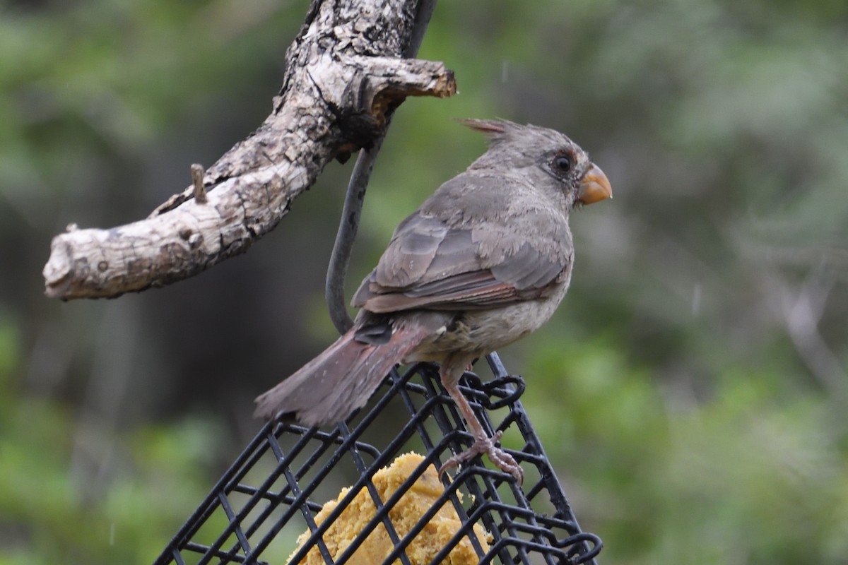 ムネアカコウカンチョウ - ML642744452