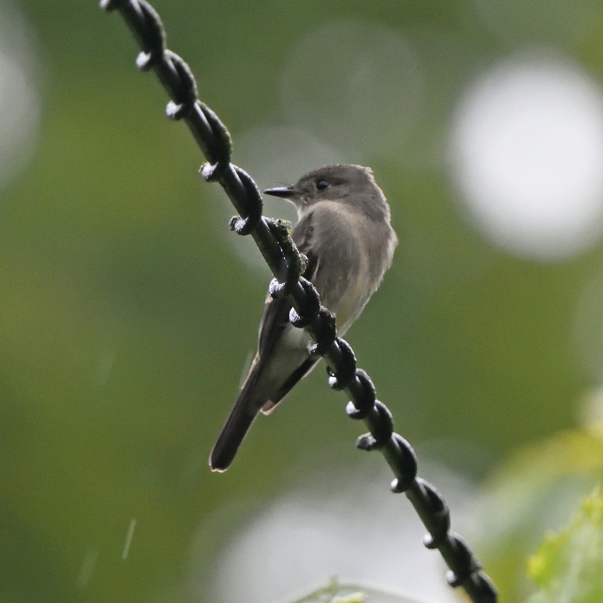Western Wood-Pewee - ML642744454
