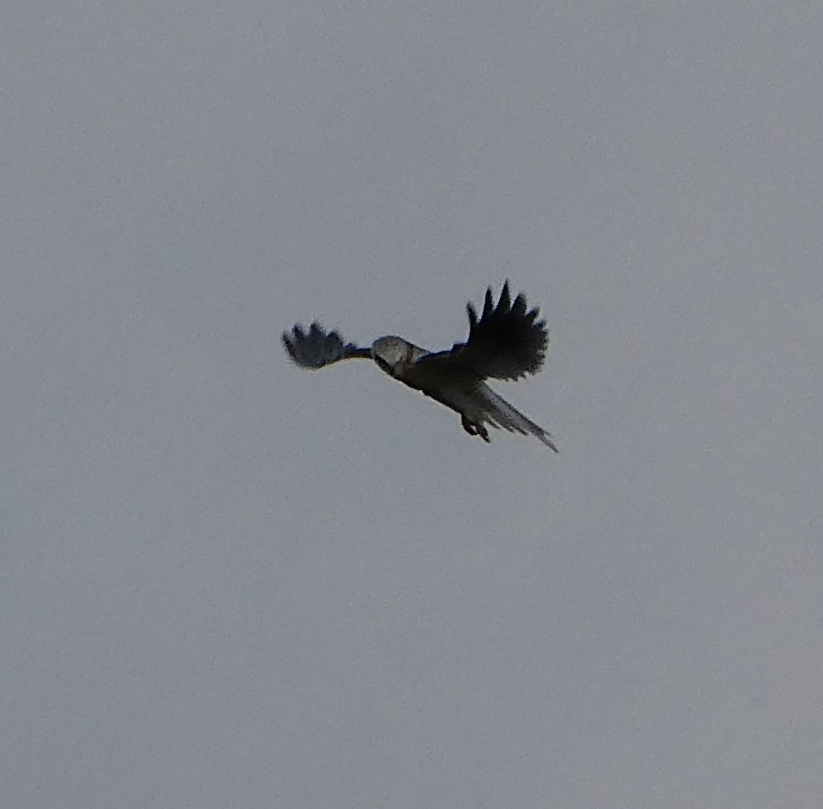 White-tailed Kite - ML642744521