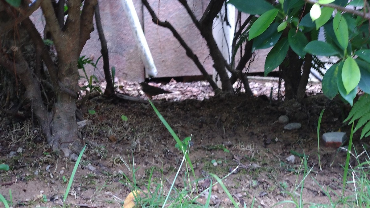 Lanceolated Warbler - ML642744526