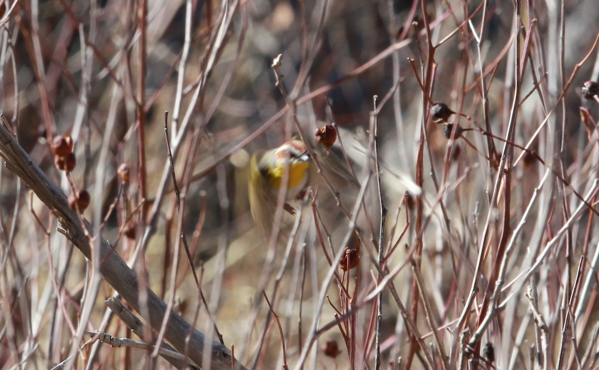 Rufous-capped Warbler - ML642744527