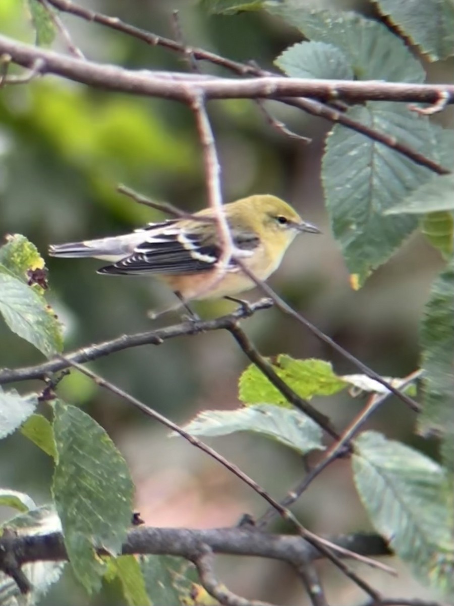 Bay-breasted Warbler - ML642744528
