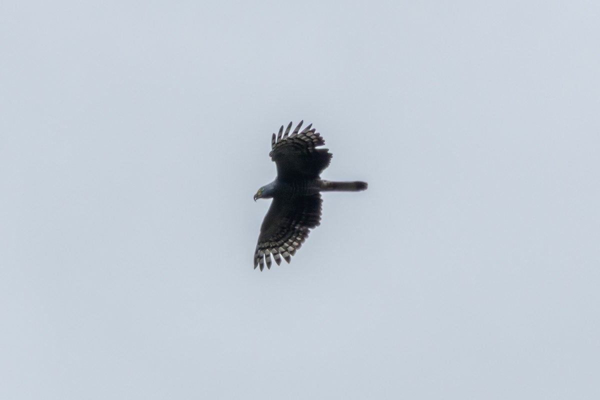 Hook-billed Kite - ML642744531
