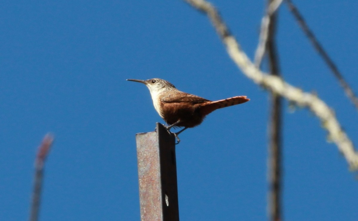 Canyon Wren - ML642744534