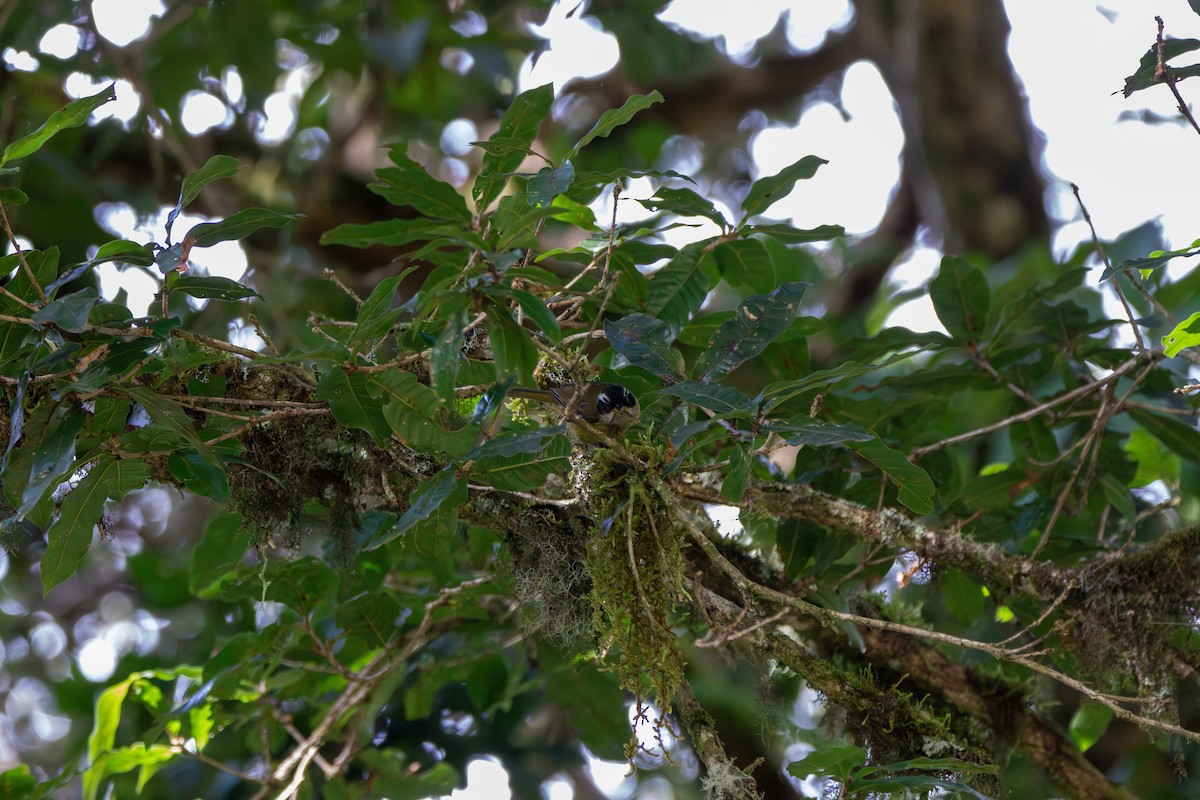 Sooty-capped Chlorospingus - ML642744542