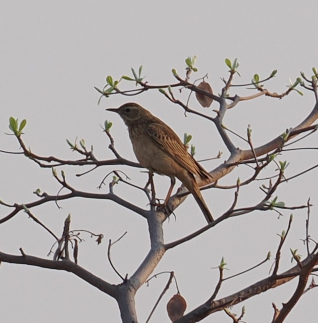 African Pipit - ML642744543