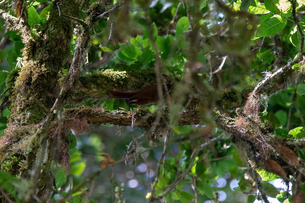 Spot-crowned Woodcreeper - ML642744568