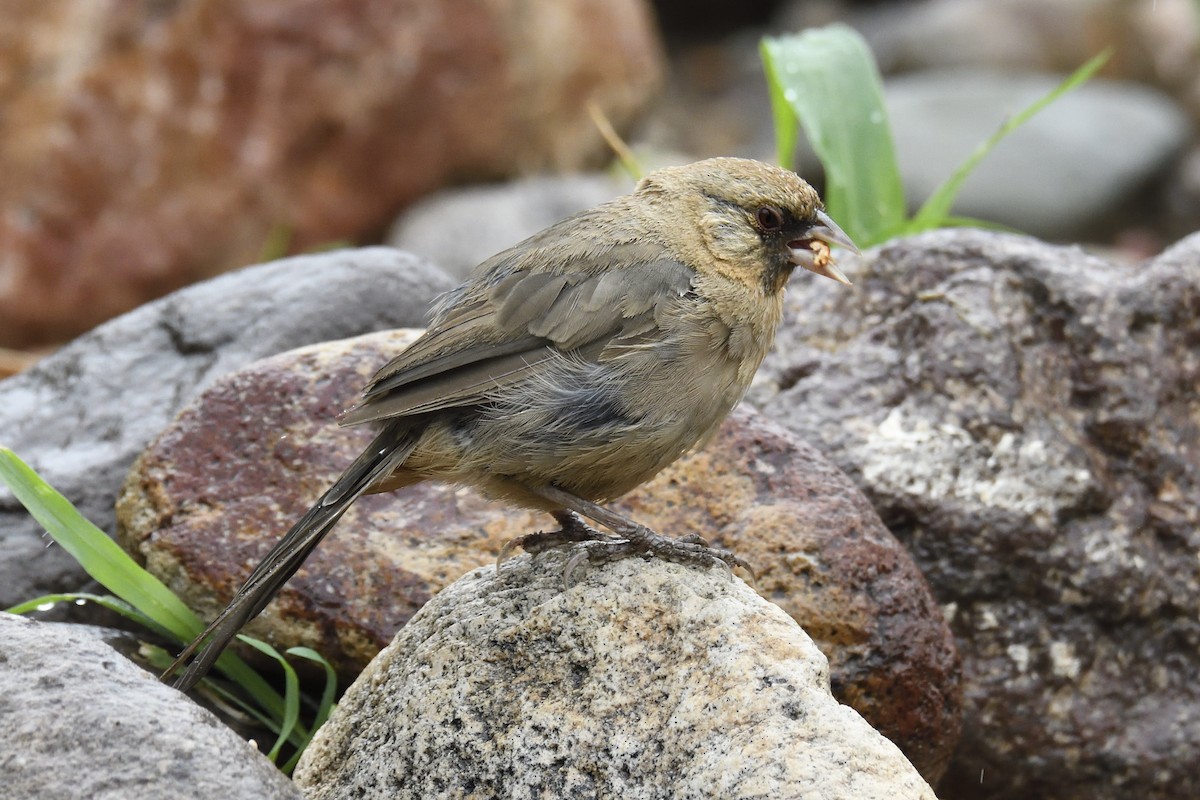 Abert's Towhee - ML642744597