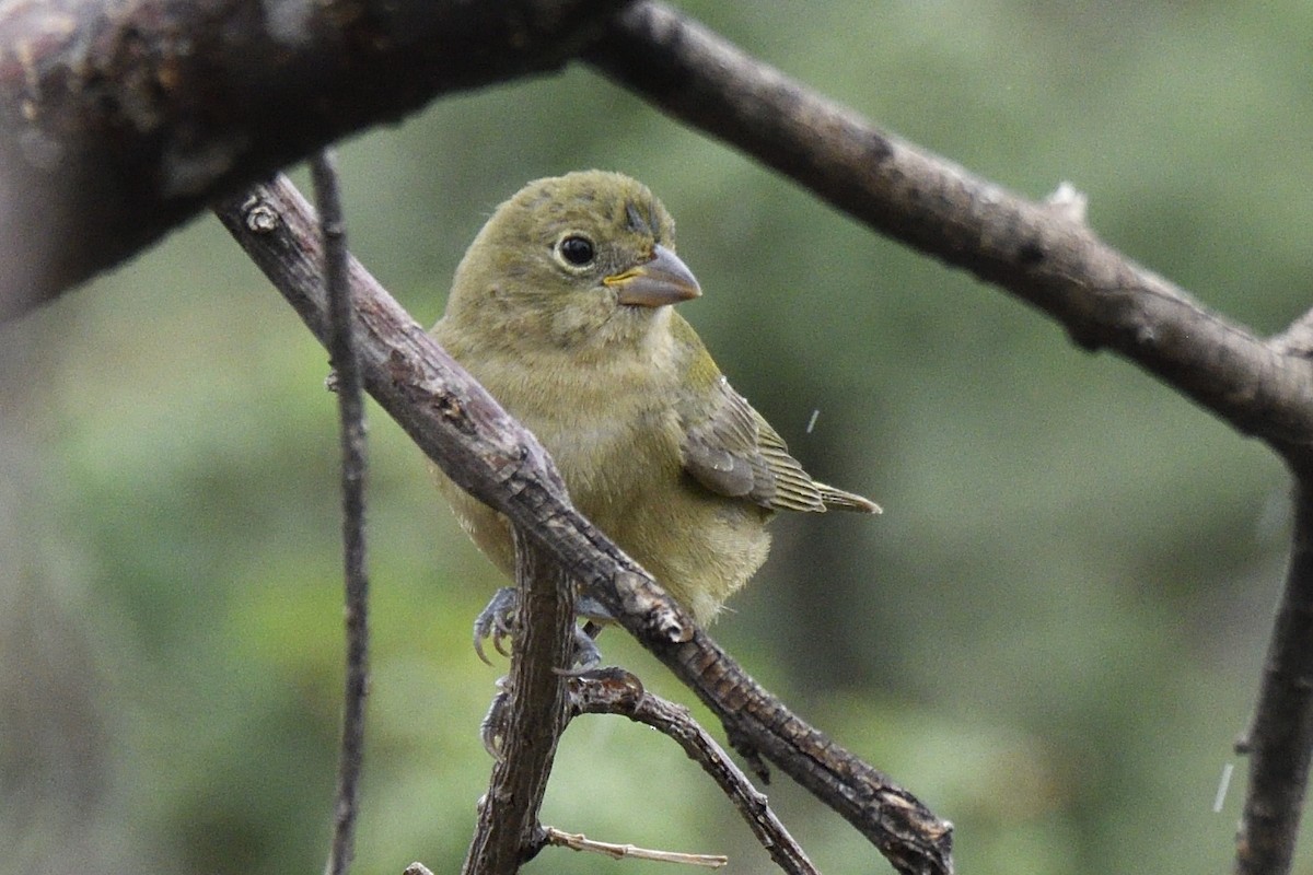 Painted Bunting - ML642744603