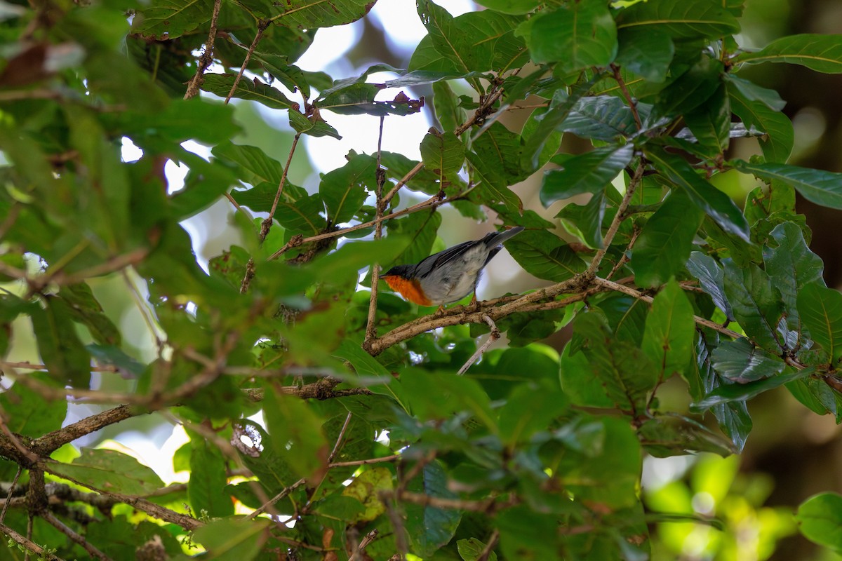 Flame-throated Warbler - ML642744610