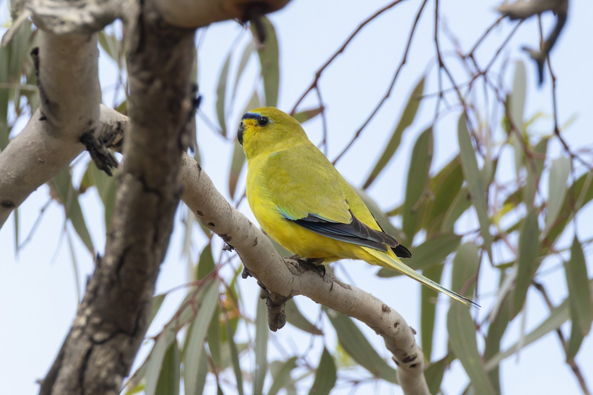 Elegant Parrot - ML642744618