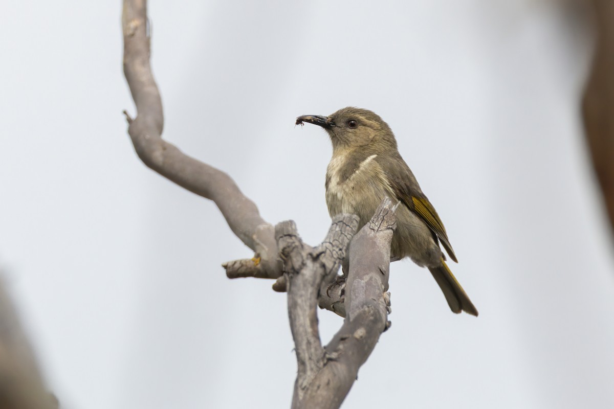 Crescent Honeyeater - ML642744621