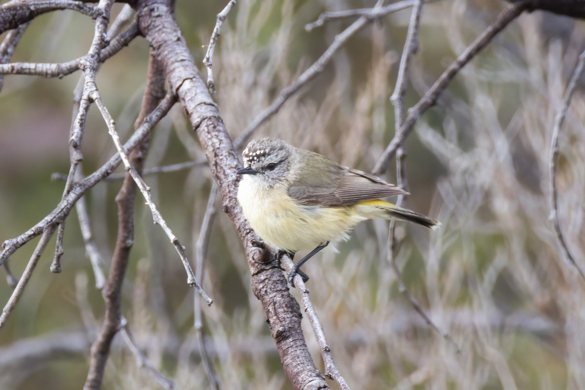 Yellow-rumped Thornbill - ML642744623