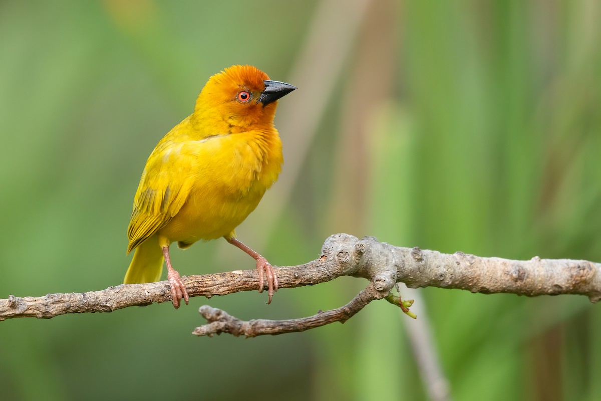 African Golden-Weaver - ML642744626