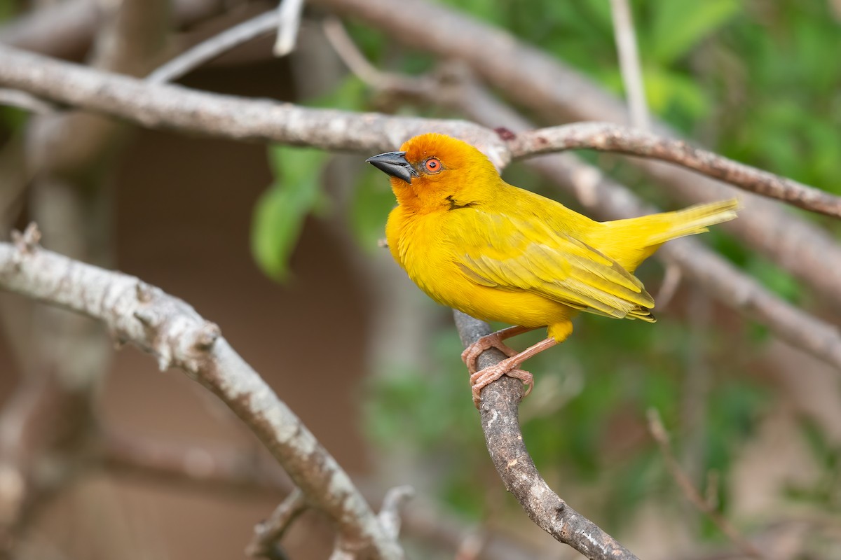 African Golden-Weaver - ML642744627